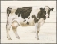 Picture of COUNTRY COW VII