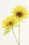 Picture of LIGHT AND BRIGHT FLORAL VII