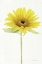Picture of LIGHT AND BRIGHT FLORAL VIII