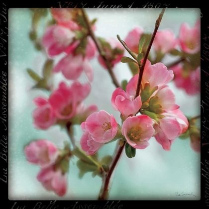 Picture of QUINCE BLOSSOMS II