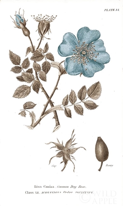 Picture of CONVERSATIONS ON BOTANY IV ON WHITE WITH BLUE