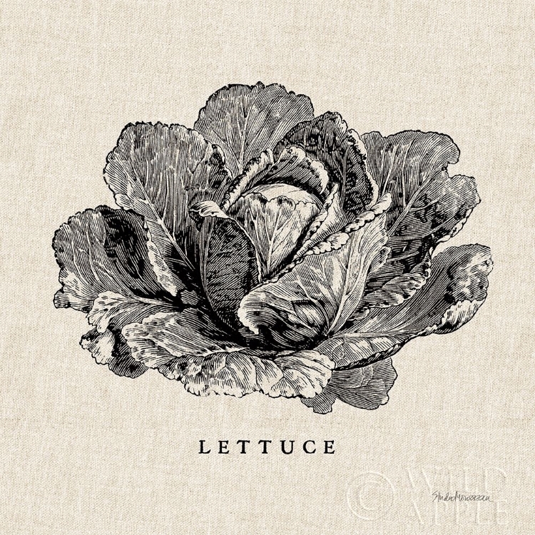 Picture of BURLAP VEGETABLE BW SKETCH LETTUCE