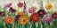 Picture of JEWEL DAISY GERBERA