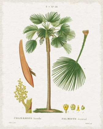 Picture of ISLAND BOTANICALS I