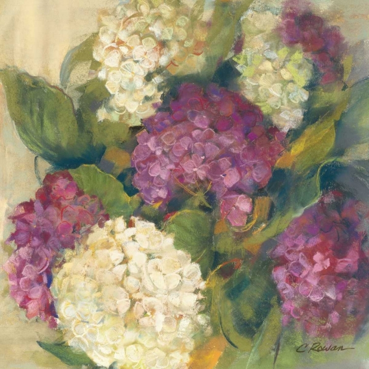 Picture of HYDRANGEA DELIGHT I