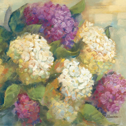 Picture of HYDRANGEA DELIGHT II