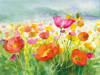 Picture of MEADOW POPPIES