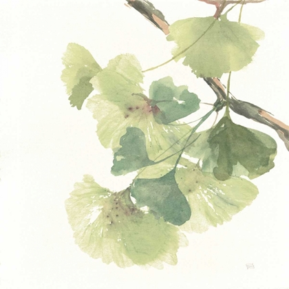 Picture of GINGKO LEAVES II ON WHITE