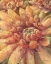 Picture of NATURE DELIGHT II  