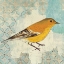 Picture of PINE WARBLER