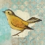 Picture of WILSONS WARBLER II
