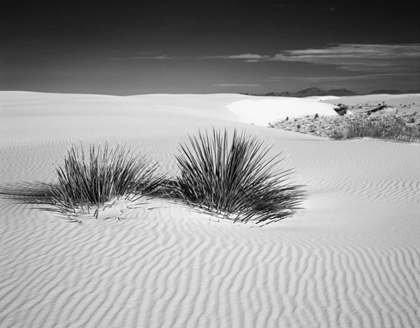 Picture of NEW MEXICO, WHITE SANDS NM BUSH IN DESERT SAND