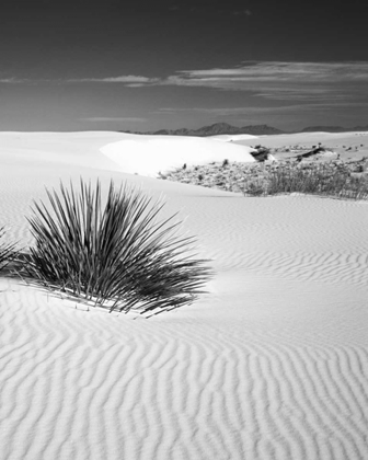 Picture of NEW MEXICO, WHITE SANDS NM BUSH IN DESERT SAND