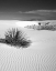 Picture of NEW MEXICO, WHITE SANDS NM BUSH IN DESERT SAND