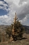 Picture of CALIFORNIA, WHITE MTS ANCIENT BRISTLECONE PINE
