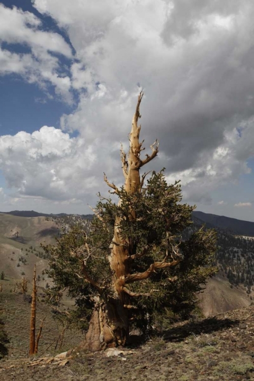 Picture of CALIFORNIA, WHITE MTS ANCIENT BRISTLECONE PINE