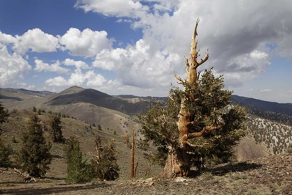 Picture of CALIFORNIA, WHITE MTS ANCIENT BRISTLECONE PINE
