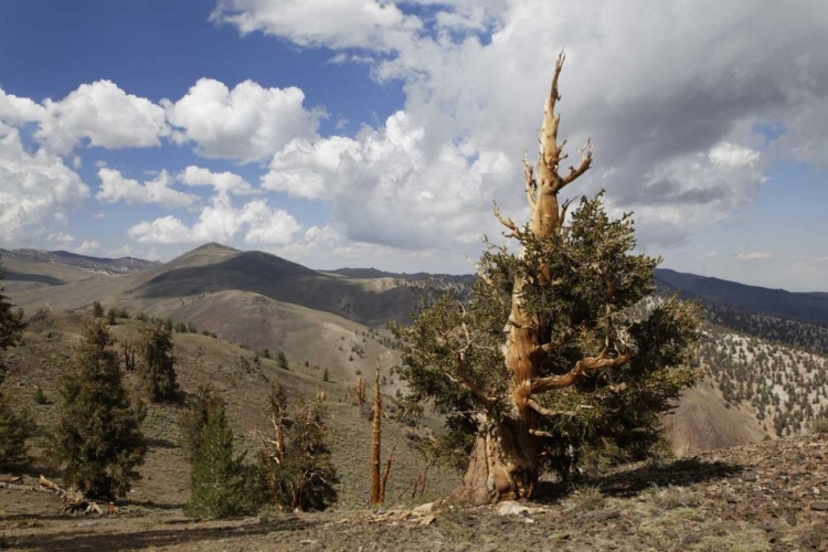 Picture of CALIFORNIA, WHITE MTS ANCIENT BRISTLECONE PINE