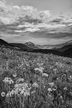 Picture of COLORADO, CRESTED BUTTE FLOWERS COVER HILLSIDE