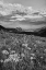 Picture of COLORADO, CRESTED BUTTE FLOWERS COVER HILLSIDE
