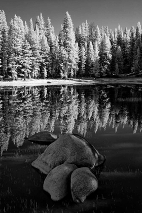 Picture of CALIFORNIA, YOSEMITE FOREST REFLECTS IN A POND