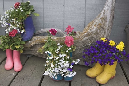 Picture of ALASKA, HOMER RUBBER BOOTS USED AS FLOWER POTS
