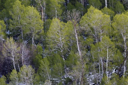 Picture of CA, SIERRA NEVADA RANGE ASPENS IN EARLY SPRING