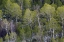 Picture of CA, SIERRA NEVADA RANGE ASPENS IN EARLY SPRING