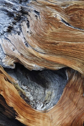 Picture of CA, WHITE MTS TRUNK OF A BRISTLECONE PINE TREE