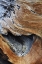 Picture of CA, WHITE MTS TRUNK OF A BRISTLECONE PINE TREE