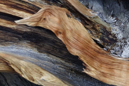 Picture of CA, WHITE MTS TRUNK OF A BRISTLECONE PINE TREE