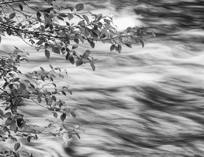 Picture of OR, CASCADE RANGE BRANCHES OVER MCKENZIE RIVER