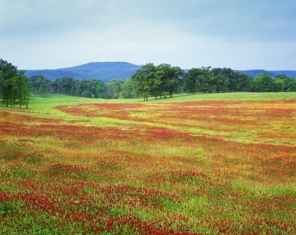 Picture of ARKANSAS BLOOMING SCARLET CLOVER IN BOSTON MTS