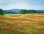 Picture of ARKANSAS BLOOMING SCARLET CLOVER IN BOSTON MTS