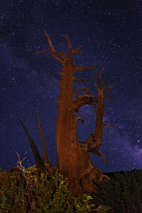 Picture of CA, WHITE MTS A BRISTLECONE PINE AND MILKY WAY