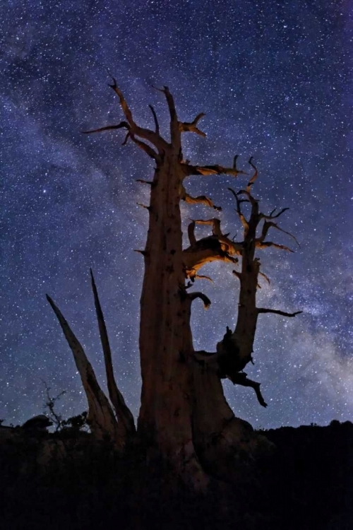 Picture of CA, WHITE MTS A BRISTLECONE PINE AND MILKY WAY