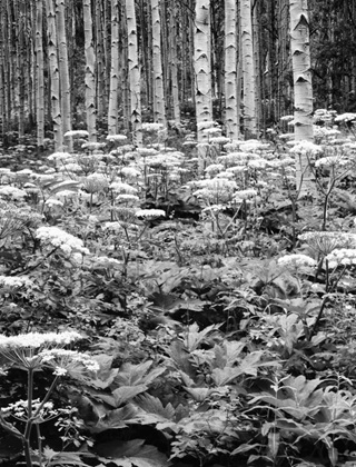 Picture of CO, ROCKY MTS COW PARSNIP GROWS IN ASPEN GROVE