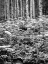 Picture of CO, ROCKY MTS COW PARSNIP GROWS IN ASPEN GROVE