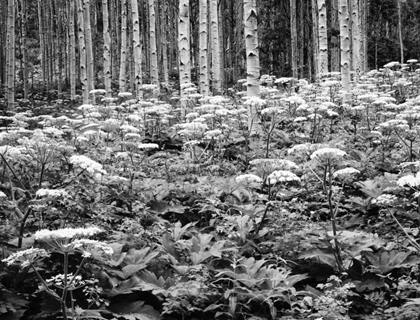 Picture of CO, ROCKY MTS COW PARSNIP GROWS IN ASPEN GROVE