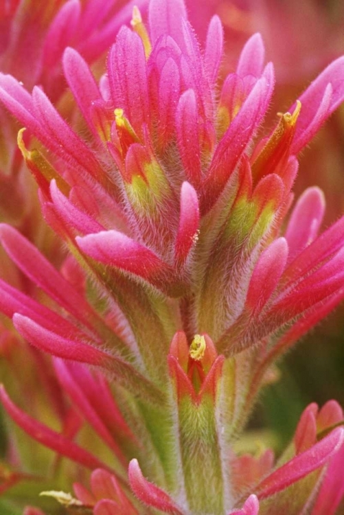 Picture of CA, INDIAN PAINTBRUSH IN THE GREAT BASIN DESERT