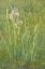 Picture of CA, OWENS VALLEY ABSTRACT OF WESTERN BLUE FLAG