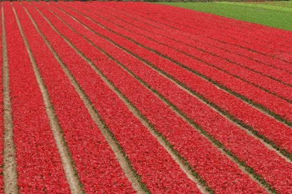 Picture of NETHERLANDS, LISSE RED TULIPS ON A FLOWER FARM