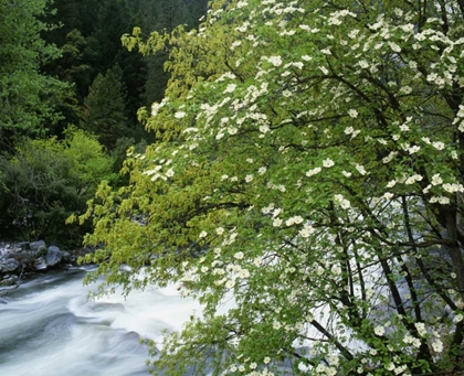 Picture of CA, YOSEMITE FLOWERING DOGWOOD ALONG THE RIVER