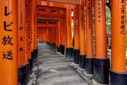 Picture of JAPAN, KYOTO, FUSHIMI-INARI-TAISHA TORII GATES