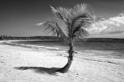 Picture of PUERTO RICO, VIEQUES COCONUT PALM ON RED BEACH