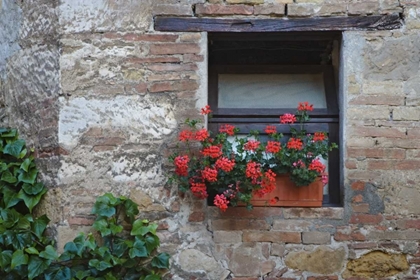Picture of ITALY, SAN QUIRICO DORCIA FLOWERS IN A WINDOW