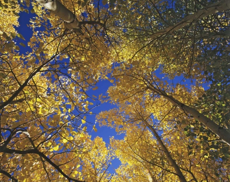 Picture of CA, SIERRA NEVADA, INYO NF YELLOW ASPEN LEAVES