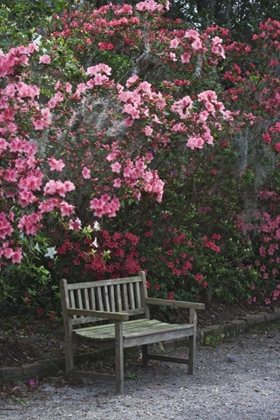 Picture of SC, CHARLESTON A WEATHERED BENCH UNDER AZALEAS