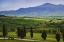 Picture of ITALY, TUSCANY SCENIC OF THE TUSCAN COUNTRYSIDE