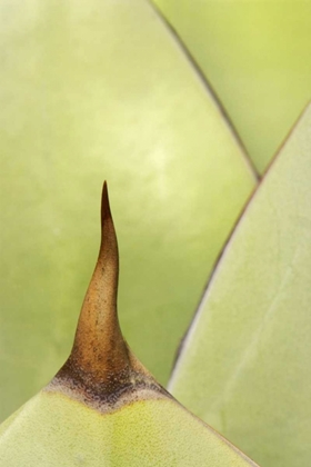 Picture of USA, SOUTHWEST CLOSE-UP OF THORN ON AGAVE PLANT